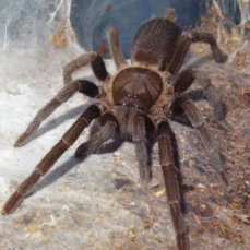 coremiocnemis-tropix-tarantula-slings