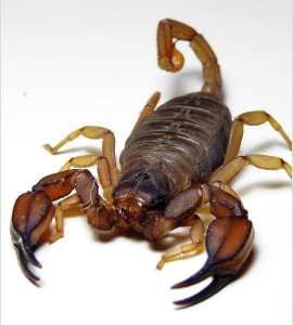 flinders-scorpions-urodacus-elongatus