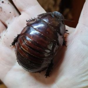 Giant burrowing cockroaches giant burrowing cockroaches