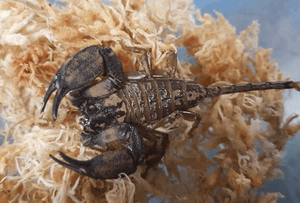 Rainforest scorpion