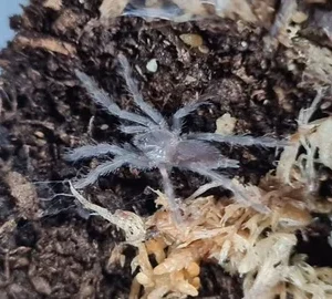 Australian Tarantula (Phlogius Cape Gloucester) Slings (Baby)