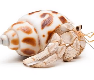 Hermit Crabs