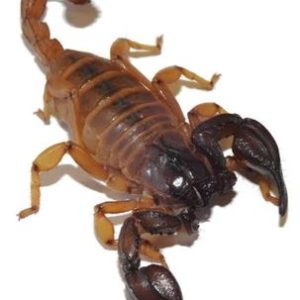 Urodacus novaehollandiae scorpions