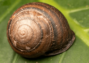 Giant panda snail