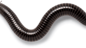 Giant millipede (120mm) long