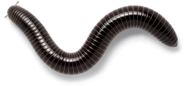 Giant millipede (120mm) long