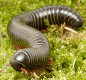 Giant red leg millipede