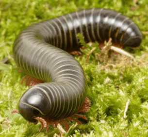 Giant red leg millipede