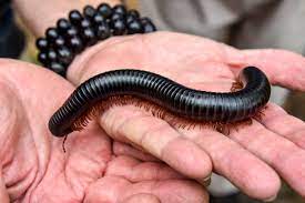 Giant millipede (120mm) long